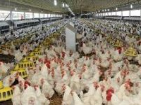 45% de la production annuelle des volailles provient des abattoirs non contrôlés
