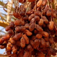 Tunisie : Les exportations des dattes va dépasser 1 milliard de dinars, au cours de la campagne 2019-2020