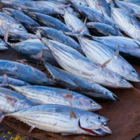 La Tunisie bénéficiera de cinq nouvelles autorisations pour la pêche du thon rouge