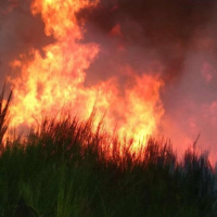La Manouba : Un incendie ayant ravagé 3 hectares de végétation maîtrisé
