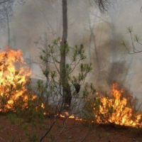Bizerte : 40 hectares de forêt ravagés dans l’incendie de la montagne Tabouna