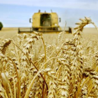 Tunisie : Importation de 60 mille tonnes d’Ammonitrate et distribution du 1er lot aux coopératives centrales et aux collecteurs de céréales
