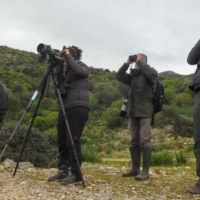 La chute vertigineuse des effectifs et de la diversité d’oiseaux au Parc National de l’Ichkeul inquiète « Les Amis des oiseaux »