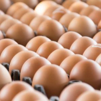 Jendouba : Saisie de plus de 29 mille œufs périmés