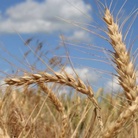 Ministère de l’Agriculture : Augmentation du prix d’achat des céréales auprès des agriculteurs