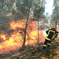 Bizerte : 3 ha de forêt ravagés par le feu