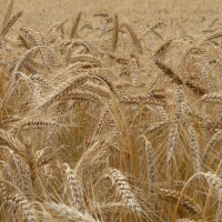 Ministre de l’agriculture : « La superficie consacrée à la culture de blé augmenterait de 800 hectares lors de la prochaine saison »