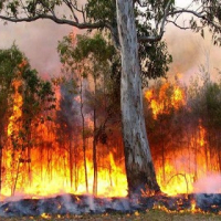 Zaghouan : Incendie à Jebal Mansour détruit près de 200ha d’arbres forestiers