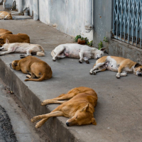 L’Association de protection des animaux condamne la décision de reprise des campagnes d’abattage des chiens errants sur le grand Tunis