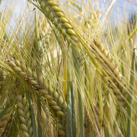 Céréales : Baisse des prix du blé tendre et du blé dur sur le marché mondial, en août 2022