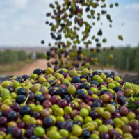 Sidi Bouzid : La récolte des olives estimée à 190 mille tonnes