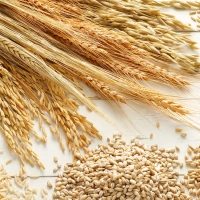 Céréales : Baisse des prix du blé tendre et du blé dur sur le marché mondial en mars 2023
