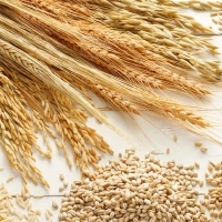 Céréales : Le gouvernement annonce une série de mesures pour améliorer l'approvisionnement du marché