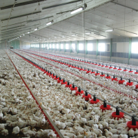 Consommation : Hausse des prix moyens à la production du poulet de chair et des œufs en octobre 2023