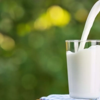 L’approvisionnement en lait reprendra son rythme normal au cours des deux prochaines semaines