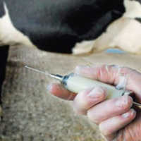 Fièvre aphteuse : Le ministère de l’Agriculture appelle les éleveurs à adhérer à la campagne de vaccination