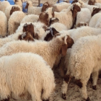 Aïd El Idha : Le prix référentiel unifié de vente des moutons de sacrifice fixé à 21,9 dinars /kg vif