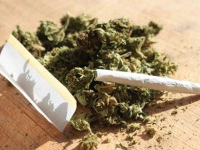 Bizerte : Saisie de plants de marijuana dans une maison