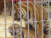 Hammamet: 3 tigres remis en cage après s'être échappés du cirque