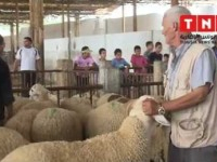 Hausse des prix du mouton pour l’Aïd El Adha