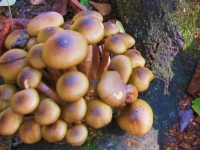 Le ministère de la santé met en garde contre la consommation de champignons sauvages