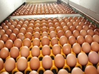 Le SYNAGRI rejette la décision relative à l'importation des oeufs d'incubation et des poulets de chair