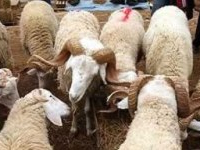 Mise en vente des moutons espagnols à El Ouardia