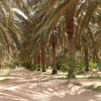PLF 2018 : l'Office de Développement de Rjim Maâtoug, va réhabiliter la zone saharienne «Mouhdith»
