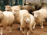 Saisie d’environ 900 têtes d’agneaux espagnols de contrebande dans la zone tampon de Tataouine
