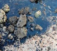 Sfax : Les côtes de Kerkennah souillées par la pollution pétrolière