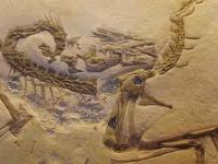 Tataouine: découverte des vertèbres fossiles de la queue d'un dinosaure