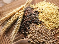 Tunisie : hausse du prix d'achat des céréales auprès des producteurs