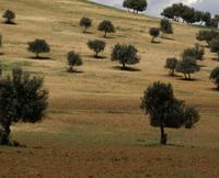 Tunisie : L’État récupère 38 hectares de terres domaniales à Siliana
