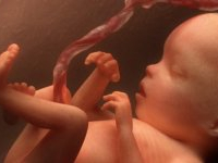 Un fœtus de 5 mois découvert dans les canalisations de l'hôpital de Manzel Temim