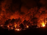 Un incendie ravage une partie de la forêt des pins de Tabarka